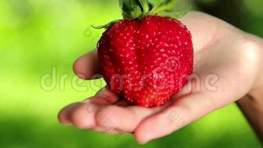 大的，新鲜的，多汁的<strong>草莓</strong>在人类手中。 手拿着<strong>草莓</strong>。 <strong>草莓</strong>特写